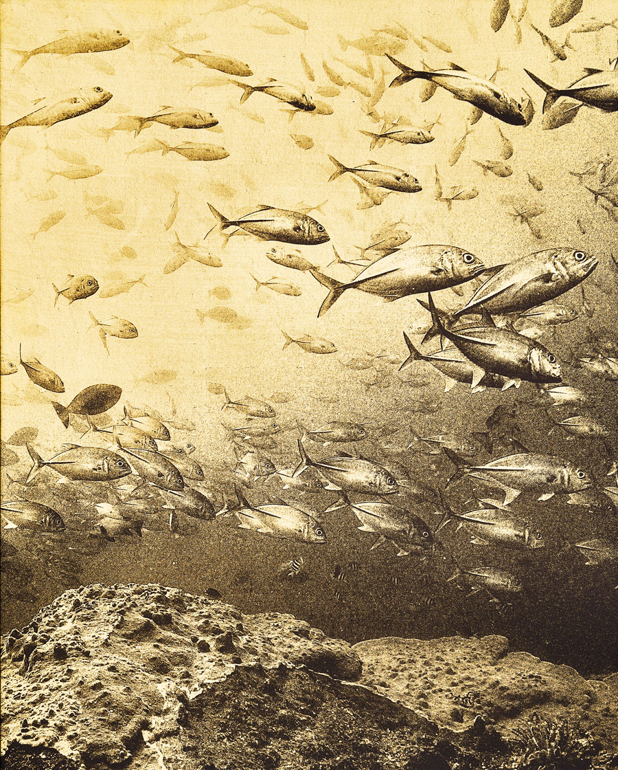daniel bühler_i like to be under the sea_herzschweiz