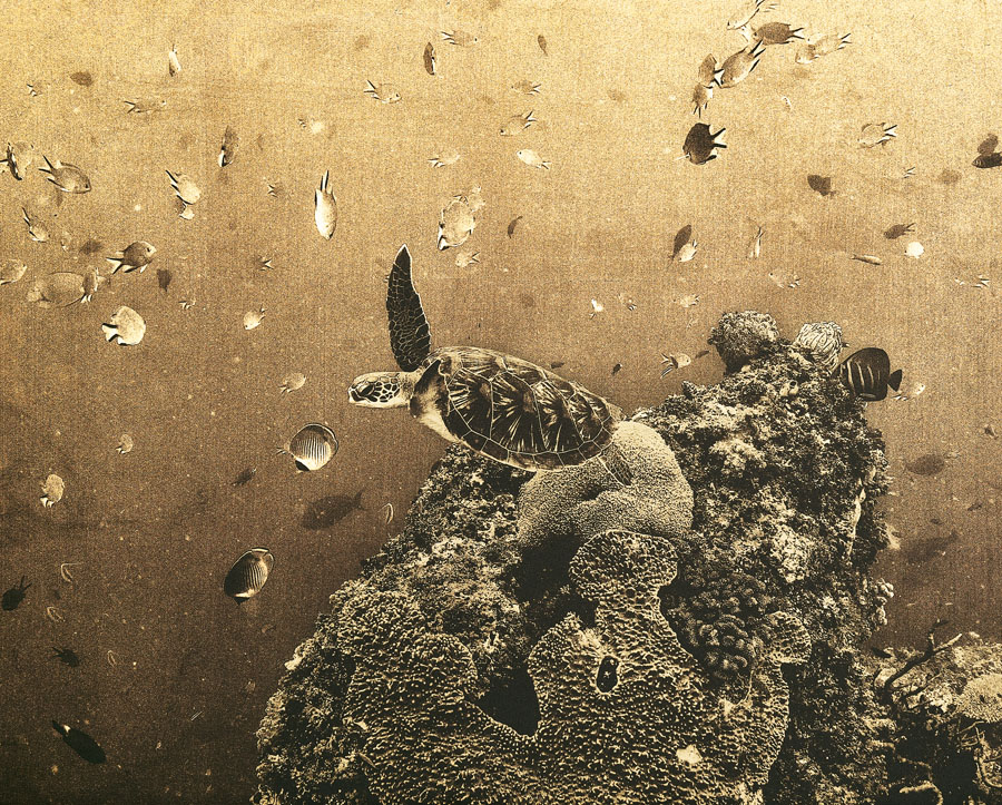 daniel bühler_i like to be under the sea_herzschweiz