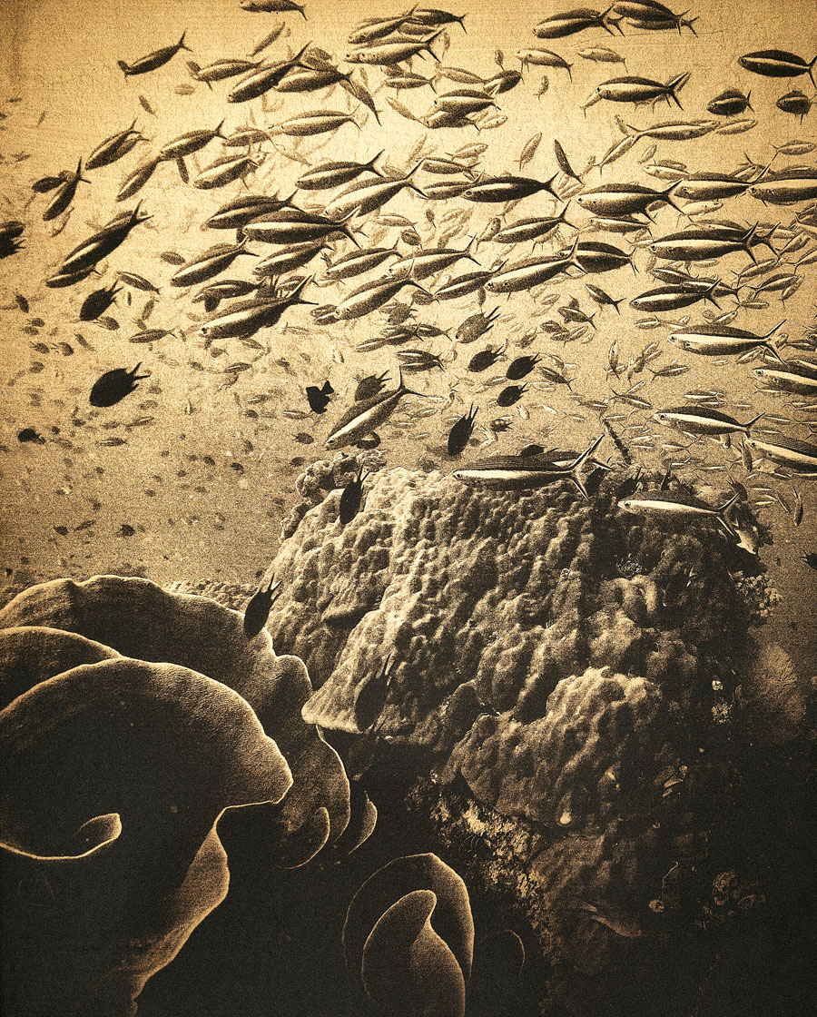 daniel b&uuml;hler_i like to be under the sea_herzschweiz