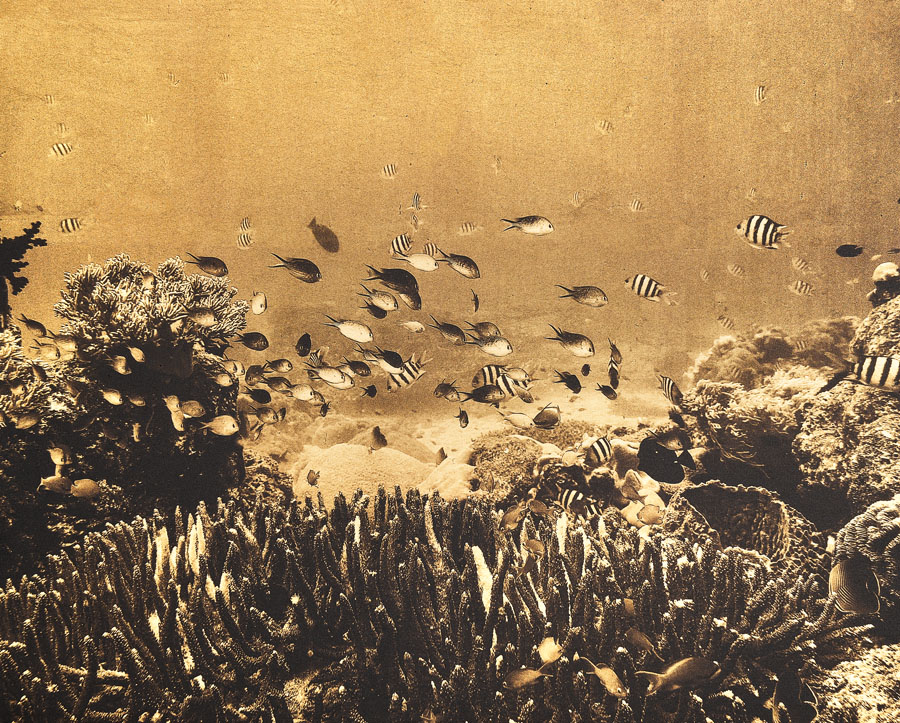 daniel b&uuml;hler_i like to be under the sea_herzschweiz