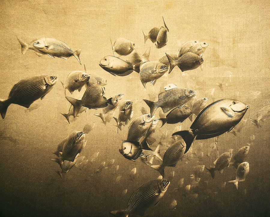daniel b&uuml;hler_i like to be under the sea_herzschweiz